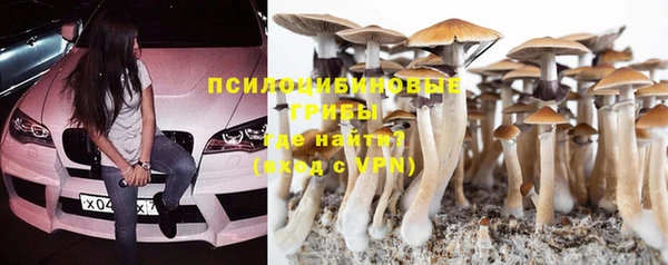 прущие грибы Тавда